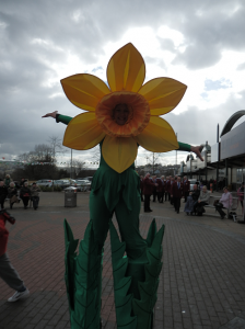 St David's Day 2014 daffodil